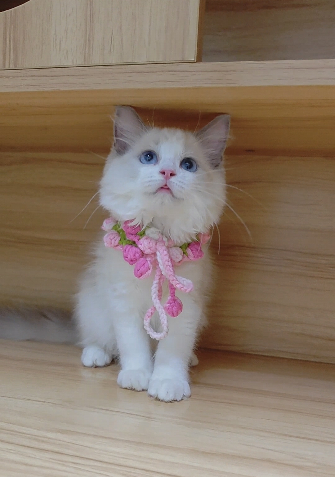 蓝双布偶猫妹妹